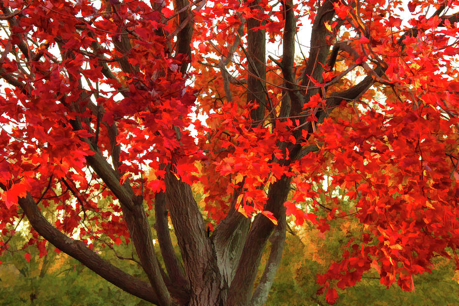 Warm Red Autumn  Photograph by Ola Allen