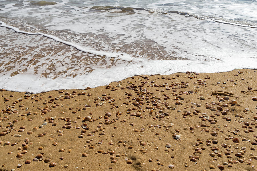 Warm Summery Textures - Seashells Foam and Sand Photograph by Georgia Mizuleva