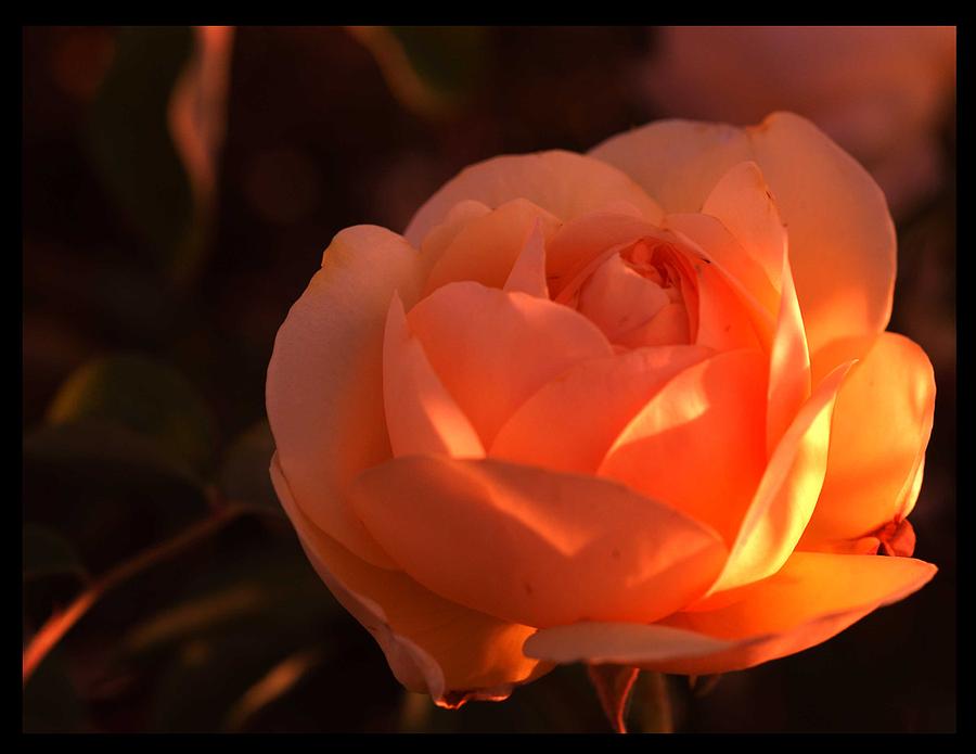 Flowers Photograph - Warm Sun by Richard Gordon Flowers Photograph - Warm Sun by Richard Gordon