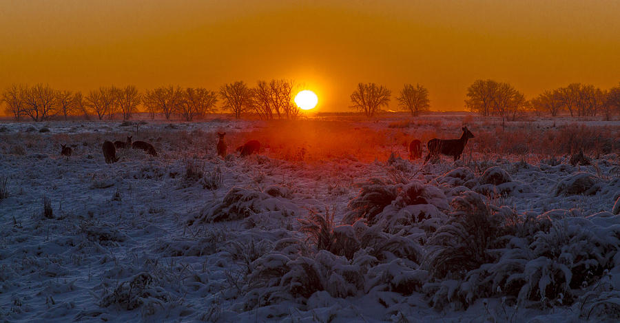 Warm sunrise in winter Photograph by Jeff Shumaker