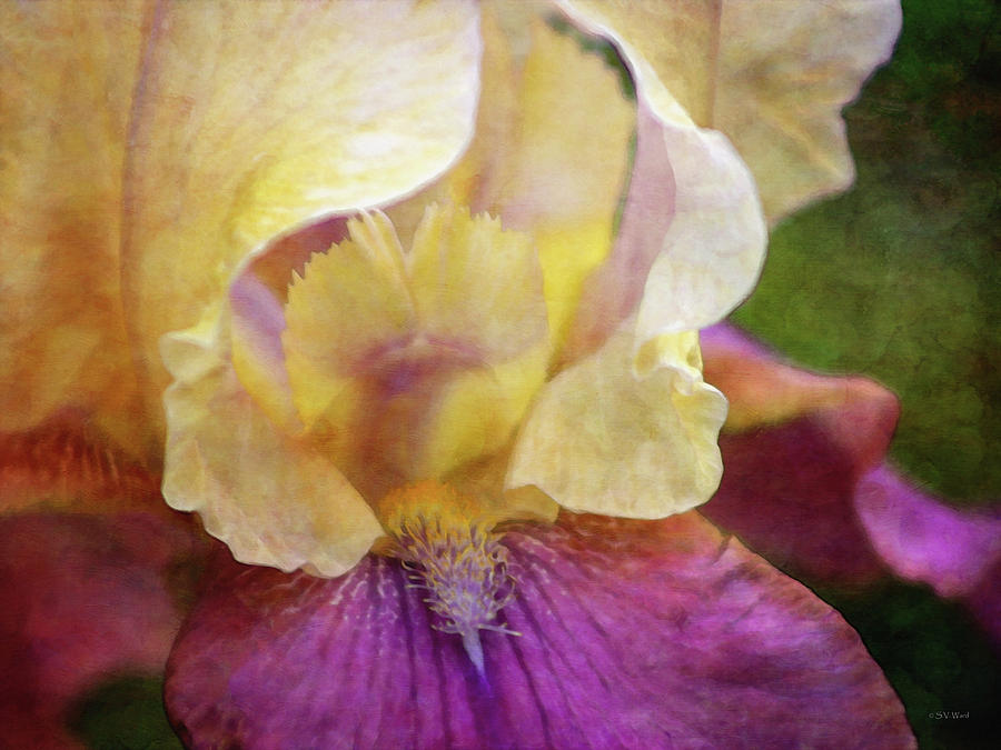Warm Toned Purple Iris 0319 IDP_4 Photograph by Steven Ward