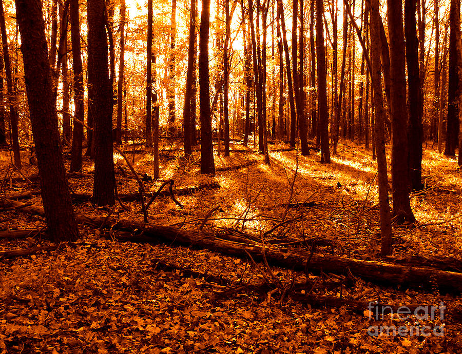 Warm Woods Photograph by Olivier Le Queinec