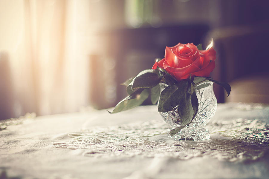 Rose Photograph - Warmth of a Rose by Bombelkie -  Marcin and Dawid Witukiewicz