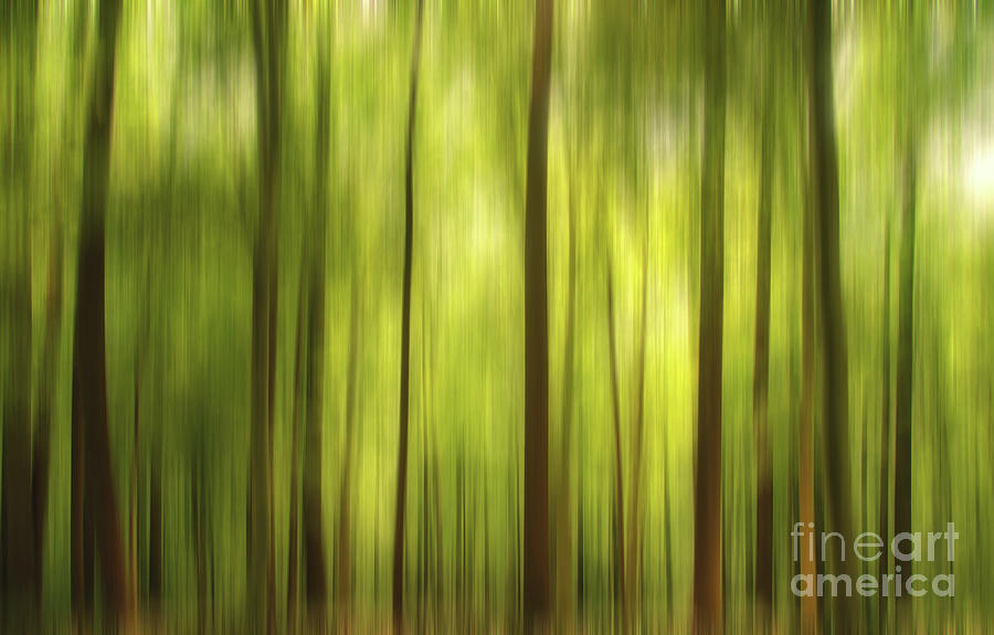 Nature Photograph - Warmth of the Forests Colors by PIPA Fine Art - Simply Solid
