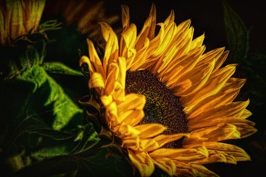 Warmth of the Sunflower Photograph by Michael Hope