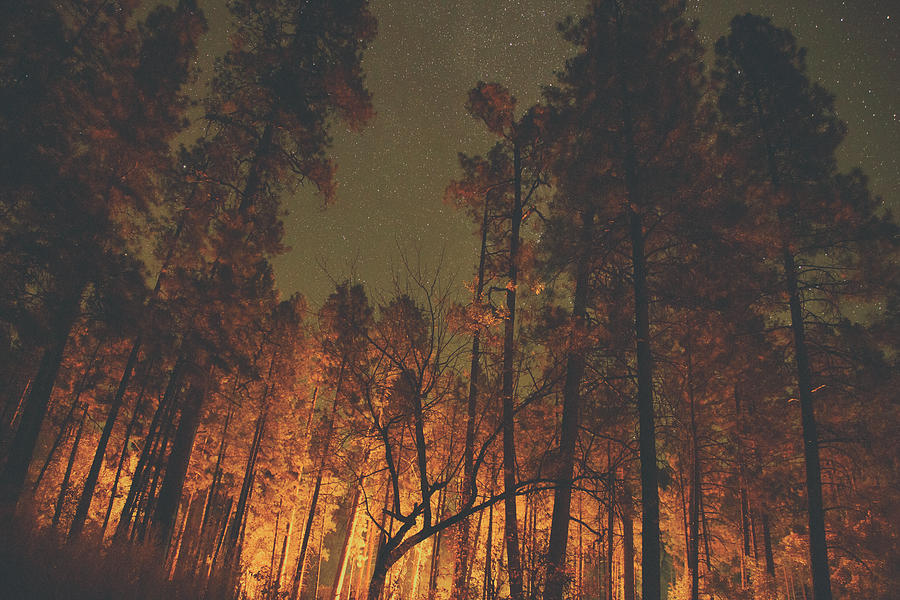 Warmth of trees and stars Photograph by Kunal Mehra