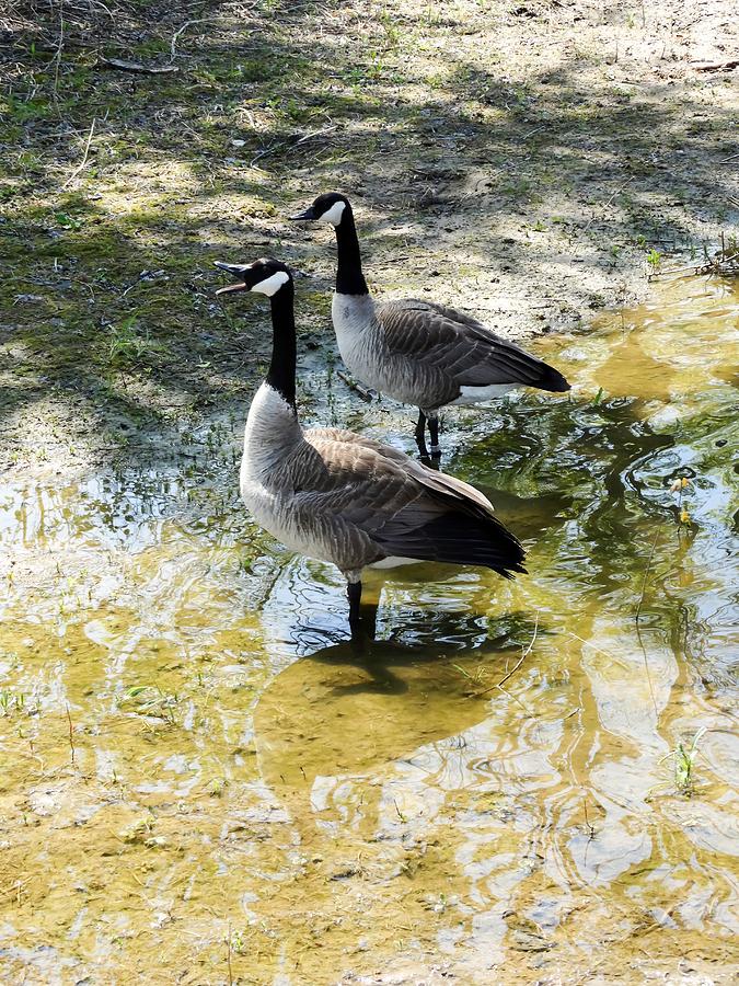 Warning Geese Photograph by Cynthia Woods