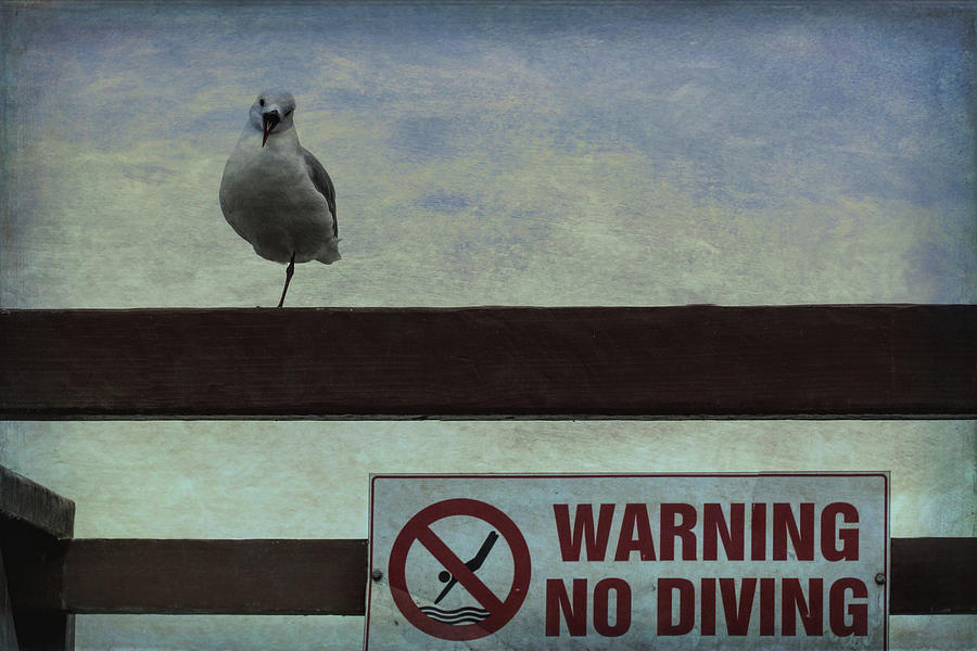 Warning No Diving 1 Photograph by Ernest Echols