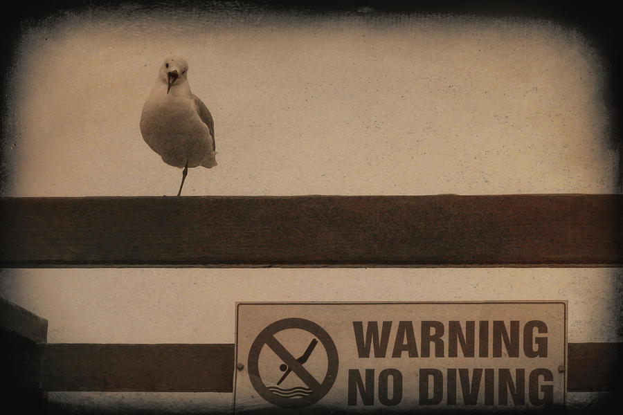 Warning No Diving 2 Photograph by Ernest Echols