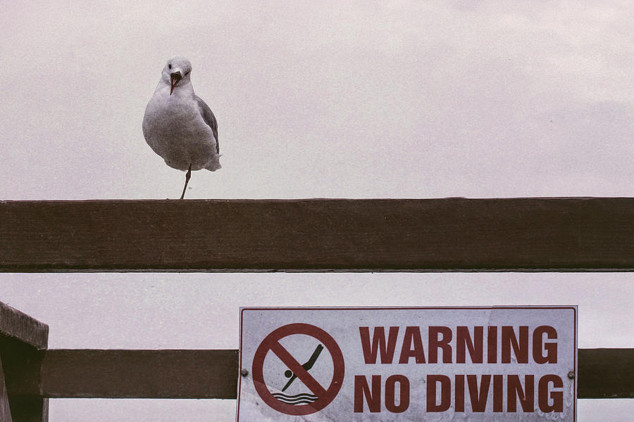 Warning No Diving 3 Photograph by Ernest Echols