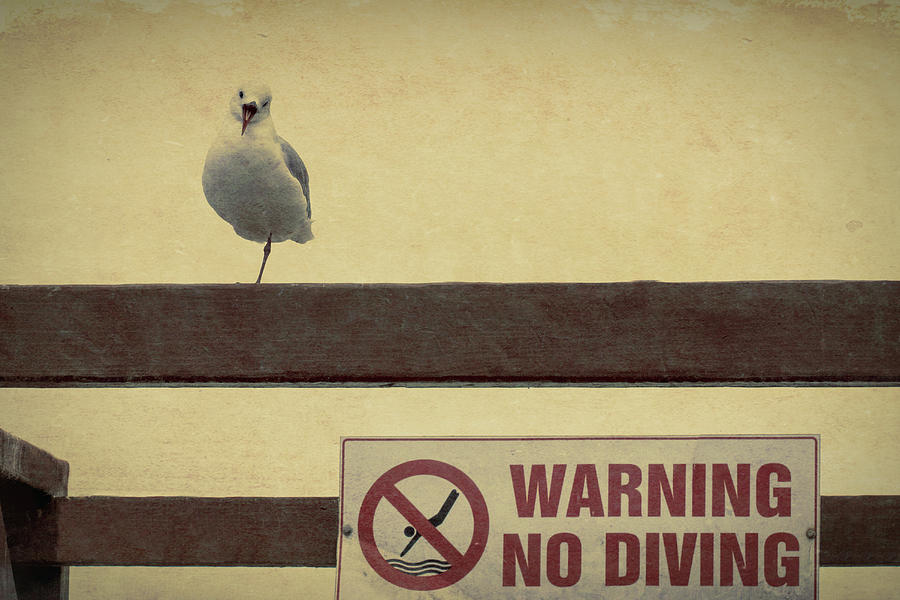Warning No Diving Photograph by Ernest Echols