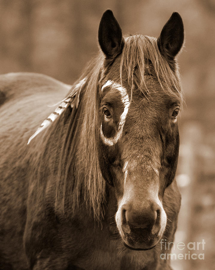 Horse Photograph - Warrior Horse by Heather Swan