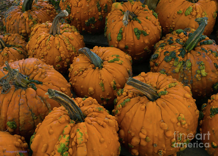 Warted Pumpkins Photograph by Rich Ackerman