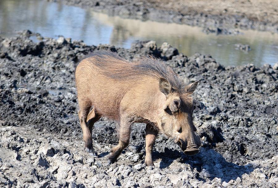 Warthog at the Watering Hole Photograph by Heidi Fickinger - Fine Art ...