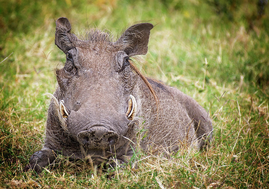 Warthog Beauty Photograph By Vicki Jauron - Fine Art America