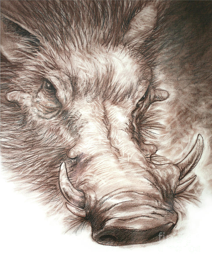 Warthog Drawing by Milan Kecman