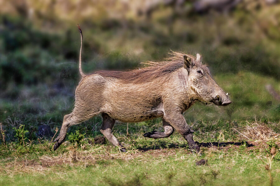 Warthog Running Away  5154 Photograph by Karen Celella