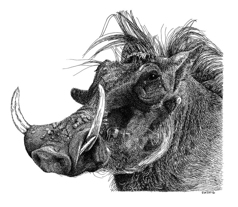 Warthog Drawing by Scott Woyak