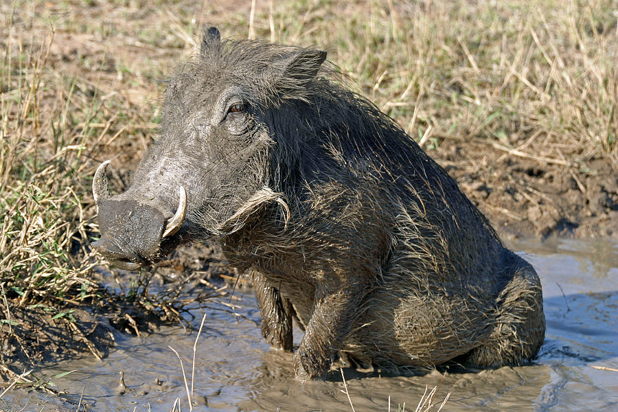 Nature Photograph - Warthog taking mud bath by Riana Van Staden