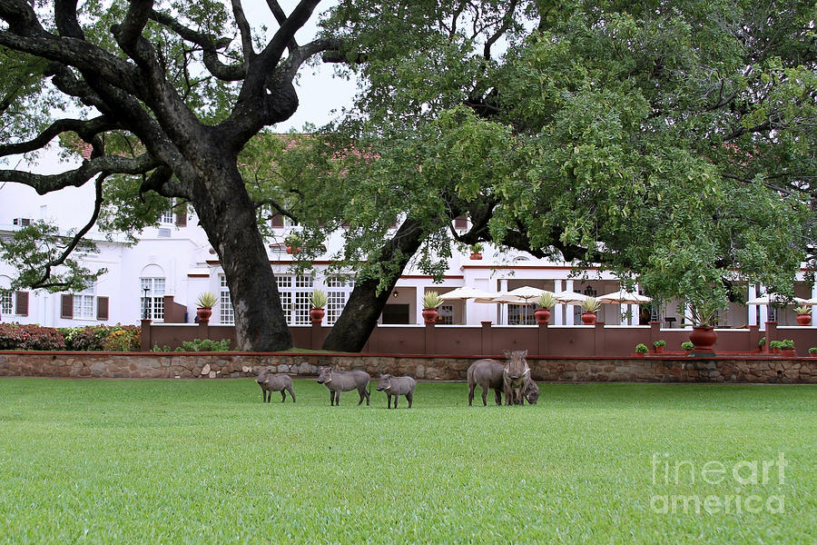 Warthogs at the Victoria Falls Hotel Photograph by Catherine Sherman