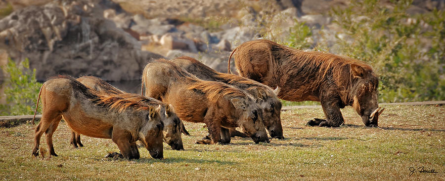 Warthogs Doing Lunch Photograph by Joe Bonita