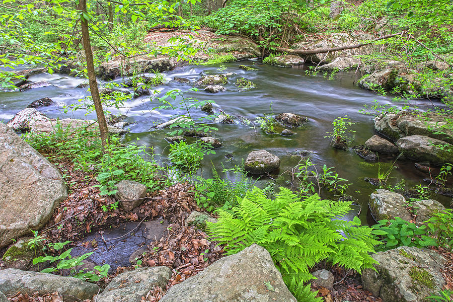 Warwick Brook Fern Photograph by Angelo Marcialis