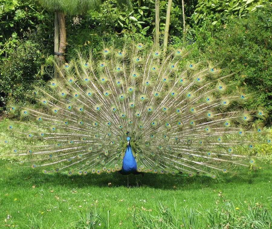 Warwick Castle Peacock Front View Photograph by Annette Hadley