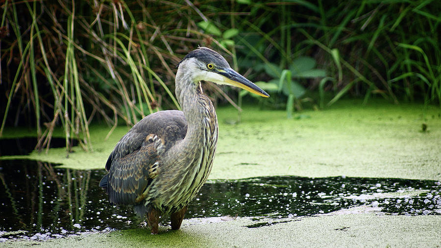 Wary Blue Heron Photograph by Cameron Wood
