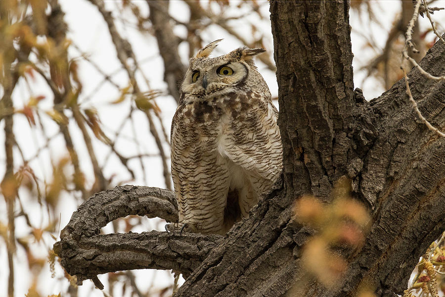 Wary Female Great Horned Owl Photograph by Tony Hake
