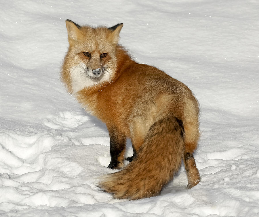 Wary Fox Photograph by Wes and Dotty Weber | Fine Art America