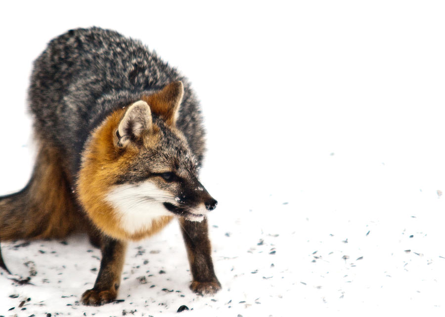 Wary Red Fox Photograph by Douglas Barnett