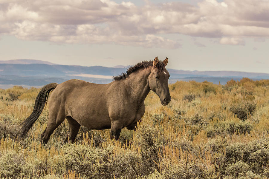 Wary Stallion Of The Sand Wash Basin Photograph By Lois Lake - Fine Art 