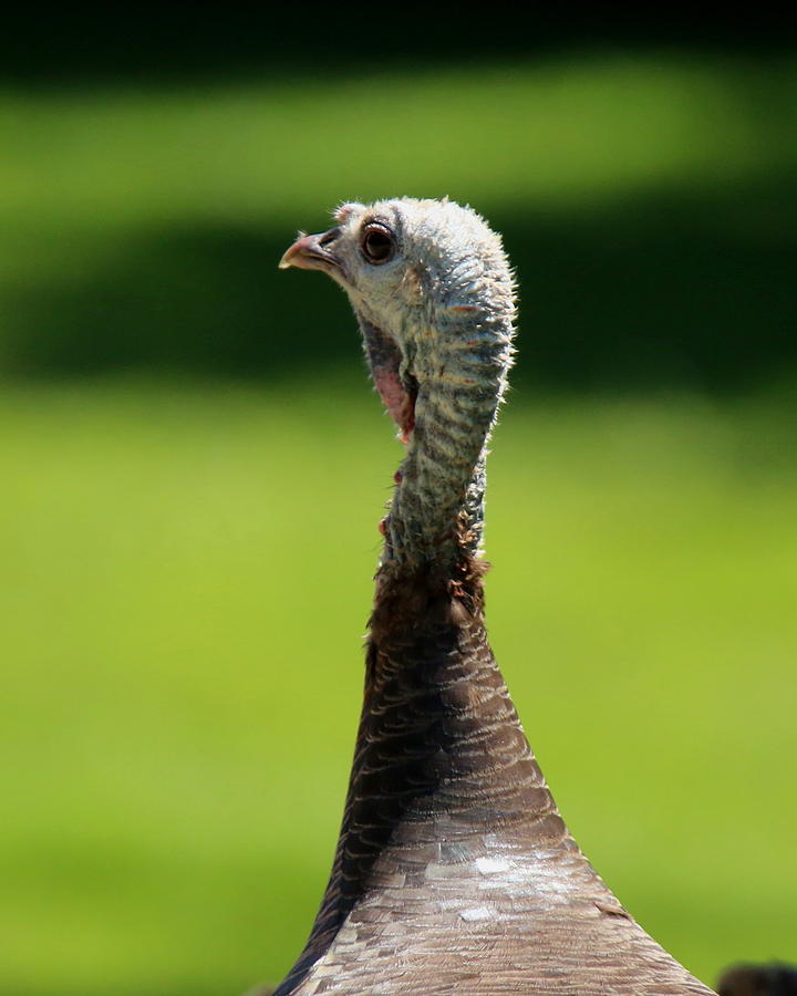 Wary Turkey Photograph by Arvin Miner