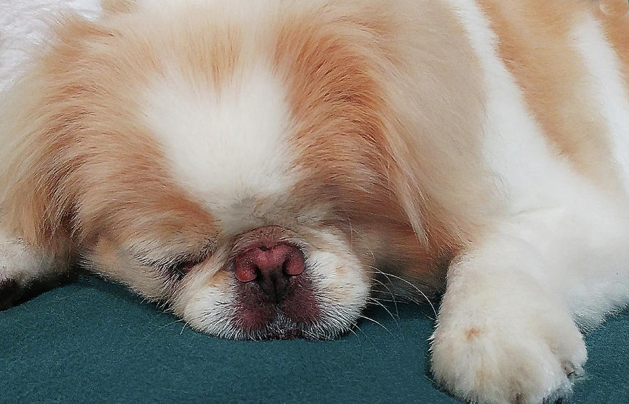 Wasabi, Japanese Chin. by Roger Bester Wasabi, Japanese Chin. by Roger Bester