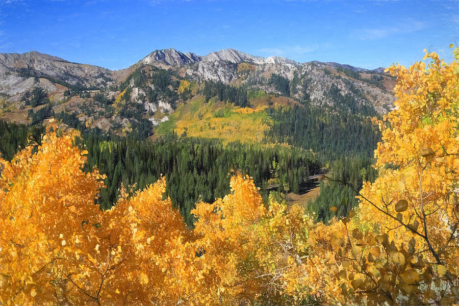 Tree Photograph - Wasatch Autumn View by Donna Kennedy
