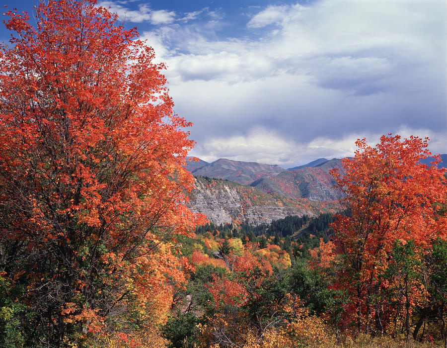212M45-Wasatch Mountains in Autumn  Photograph by Ed  Cooper Photography