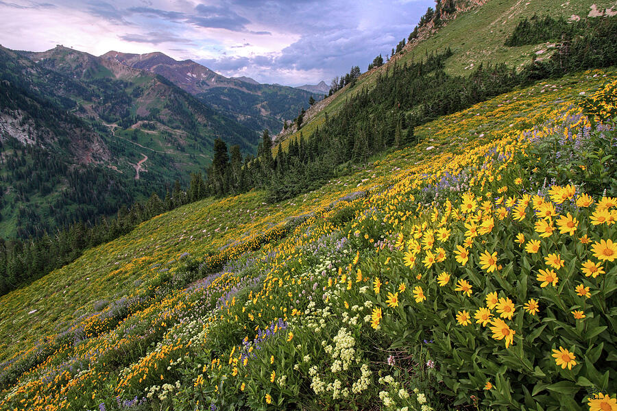 Wasatch Wildflowers Canyon View and Storm - Utah Photograph by Brett Pelletier