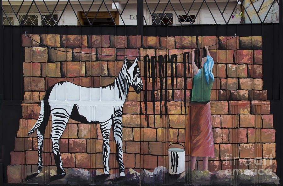 Wash Day For Zebras Photograph by Al Bourassa
