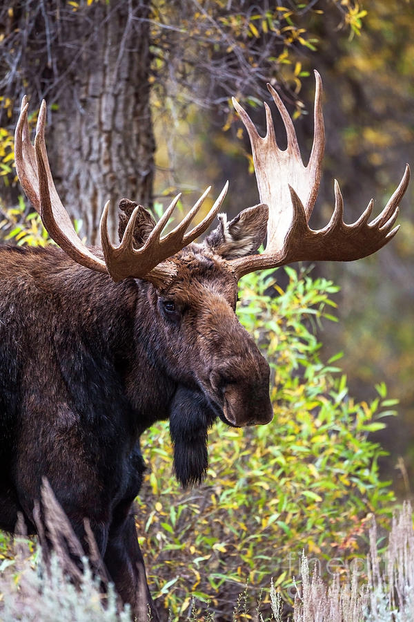 Washakie  The Bull Moose Photograph