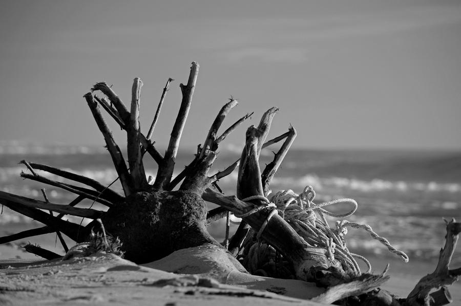 Washed Ashore - Black and White - Cape Cod Photograph by Dianne Cowen Cape Cod Photography