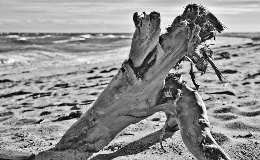 Washed Ashore Photograph by Marisa Geraghty Photography