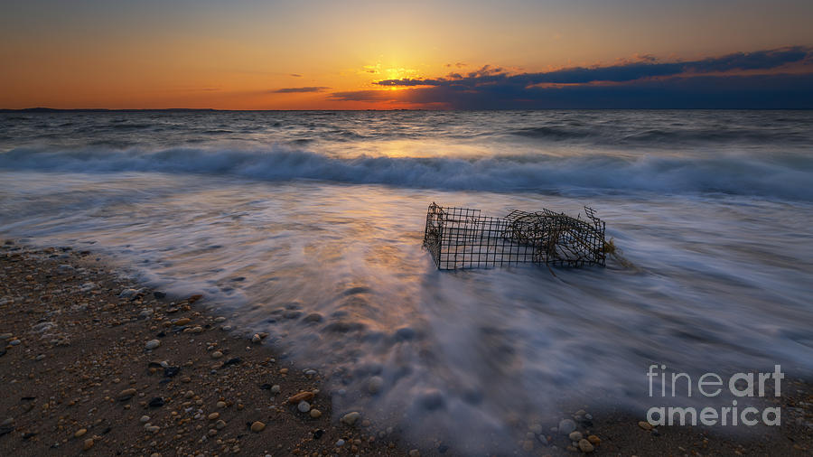 Nature Photograph - Washed Up Crab Cage 16x9 by Michael Ver Sprill