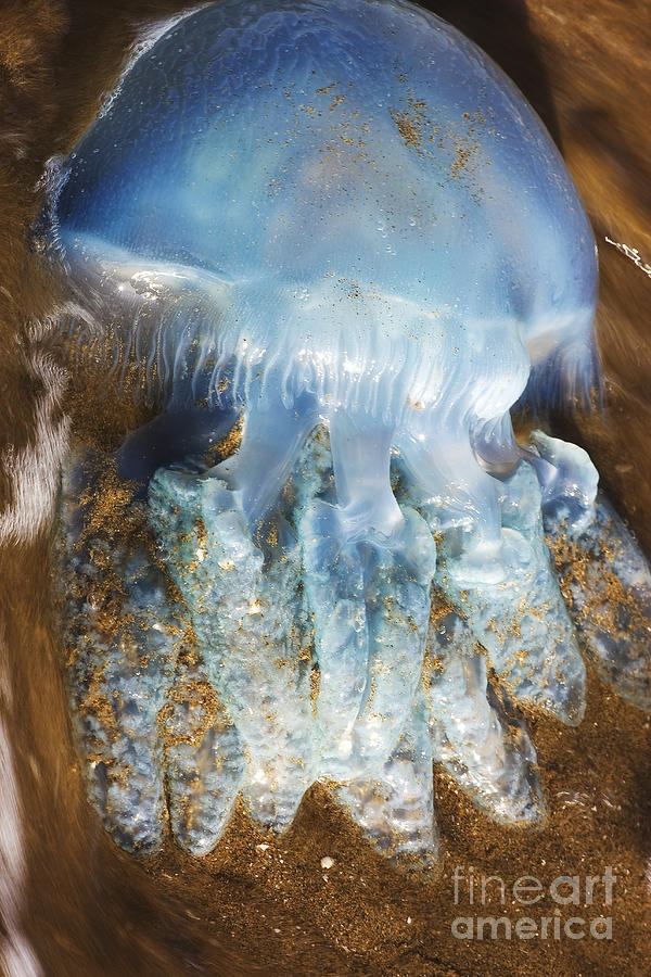 Fish Photograph - Washed-Up Jellyfish by Jorgo Photography