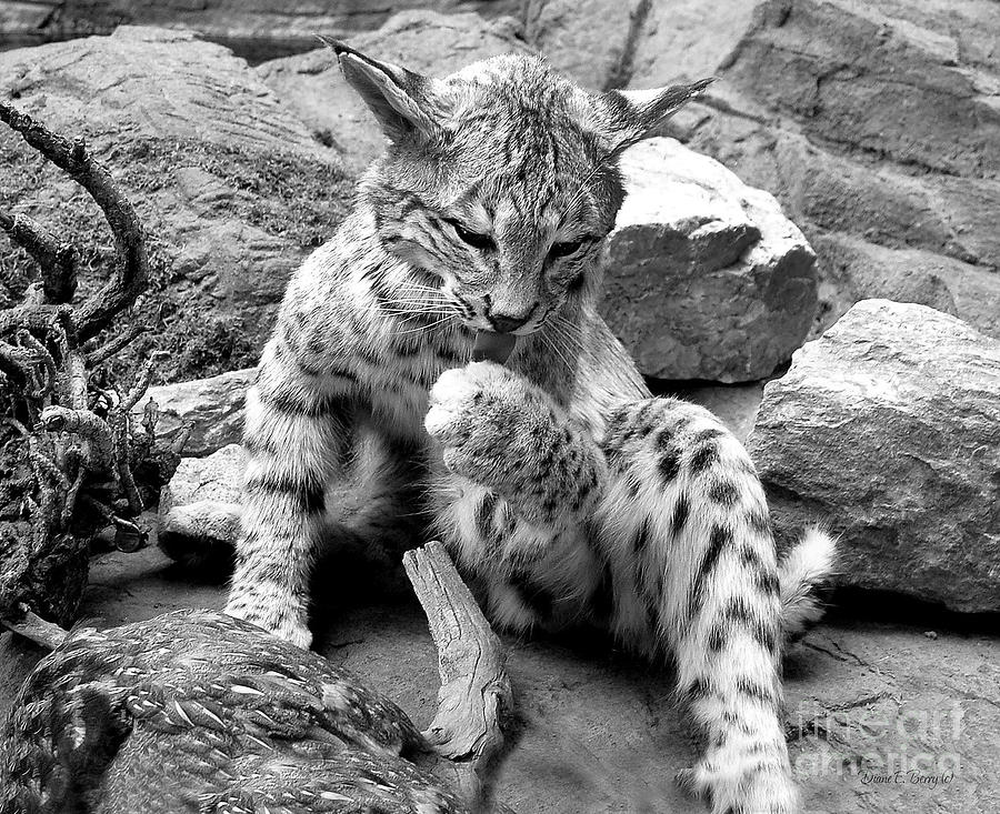 Wildlife Photograph - Washing Paws by Diane E Berry