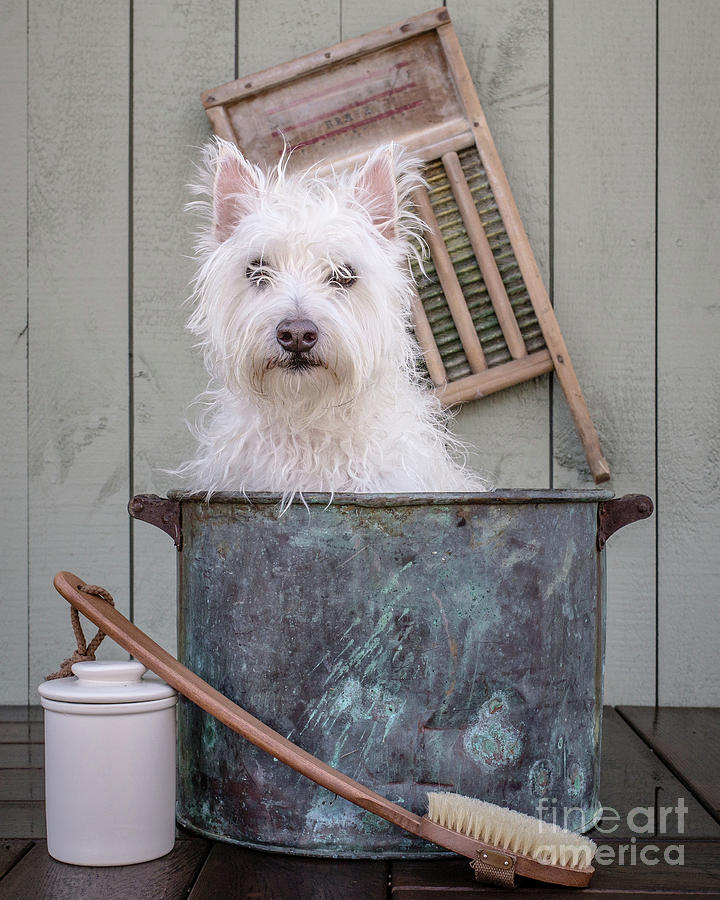 Dog Photograph - Washing the Dog by Edward Fielding