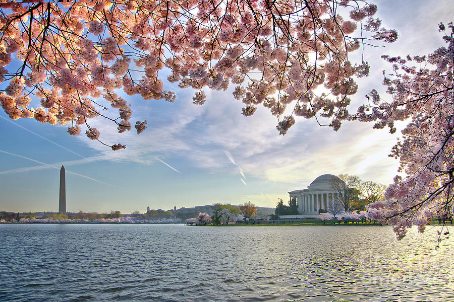 Washington and Jefferson Under a Canopy of Blooms at Sunrise Photograph by Karen Jorstad