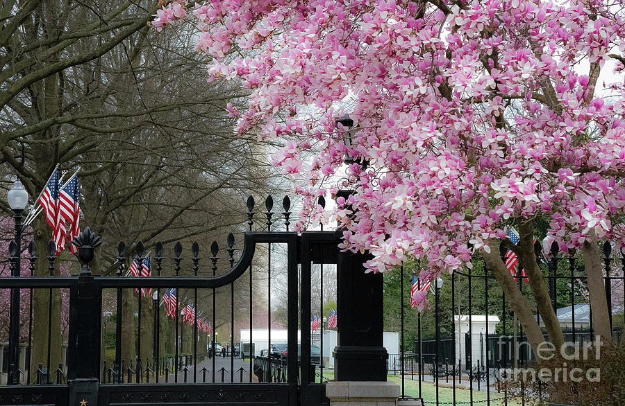 Washington Blossoms Photograph by Bianca Nadeau