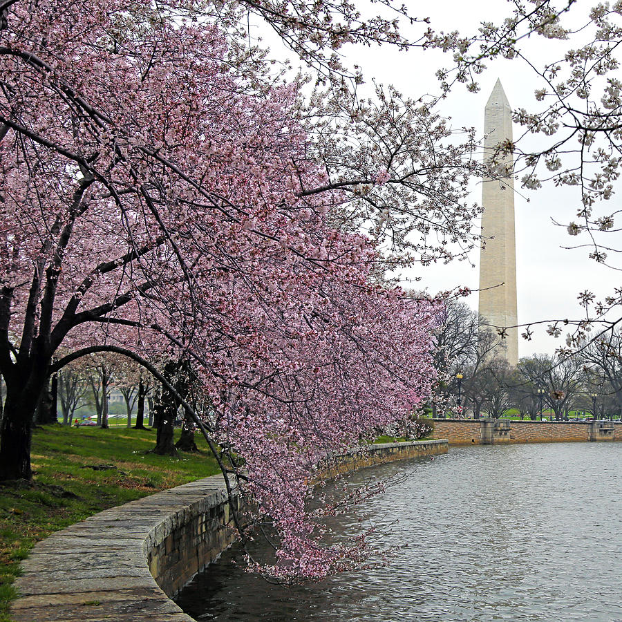 Washington Cherry Blossoms Photograph by Mitch Cat