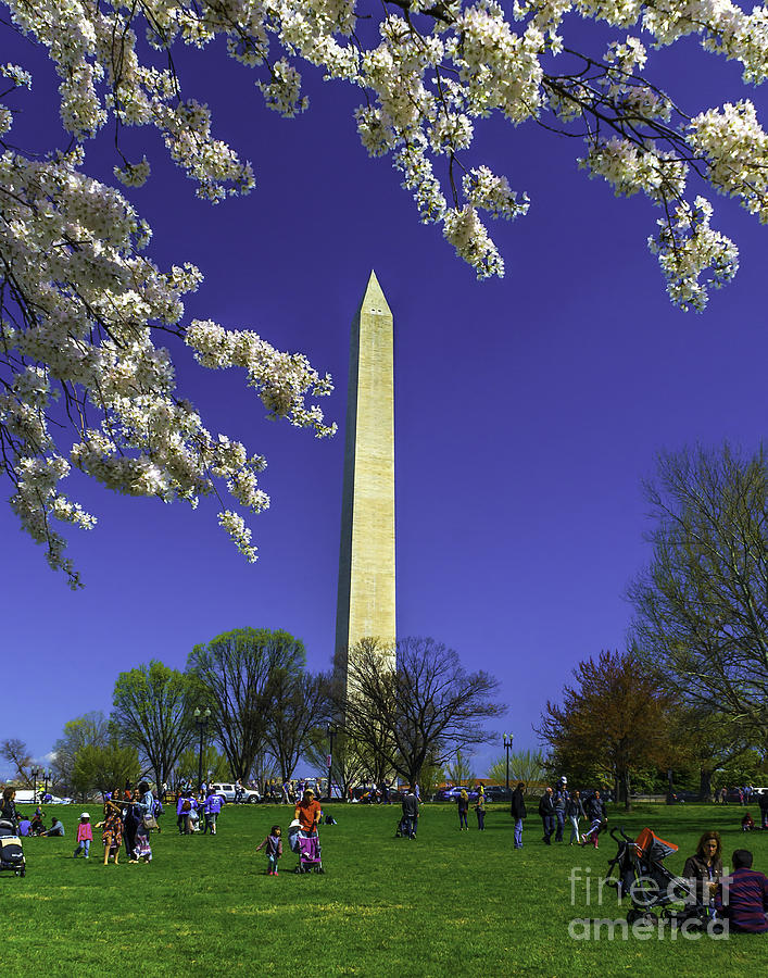Washington Cherry Blossoms Photograph by Nick Zelinsky Jr