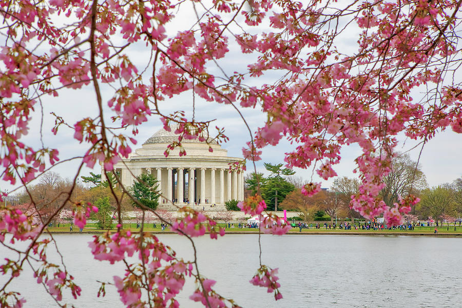 Washington DC Cherry Blossom Photograph by Juergen Roth